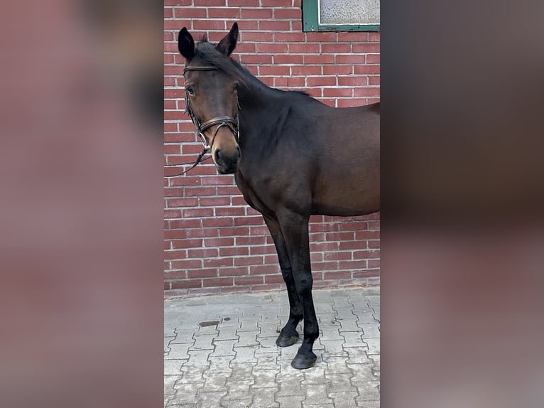 Meer warmbloeden Merrie 7 Jaar 166 cm Donkerbruin in Wardenburg