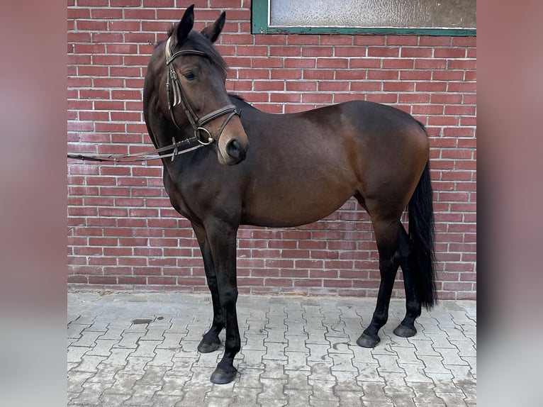 Meer warmbloeden Merrie 7 Jaar 166 cm Donkerbruin in Wardenburg