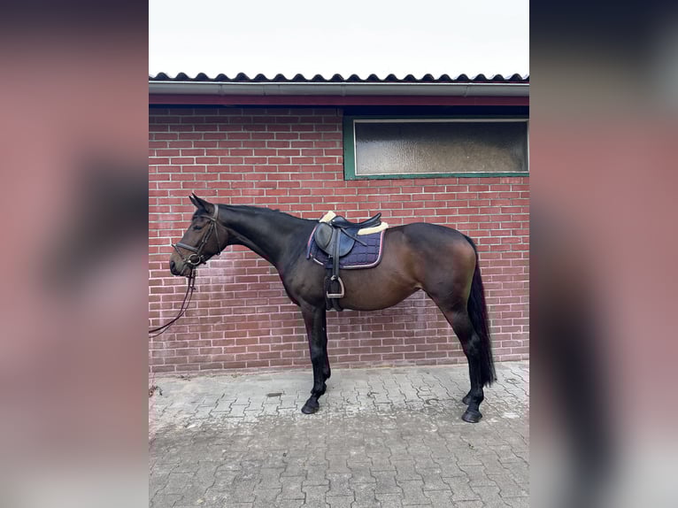 Meer warmbloeden Merrie 7 Jaar 166 cm Donkerbruin in Wardenburg
