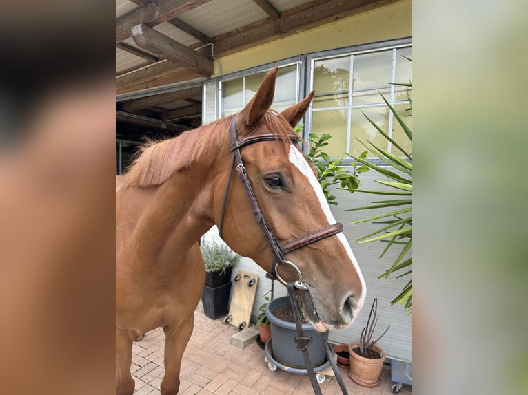 Meer warmbloeden Merrie 7 Jaar 167 cm Vos in Kühnsdorf