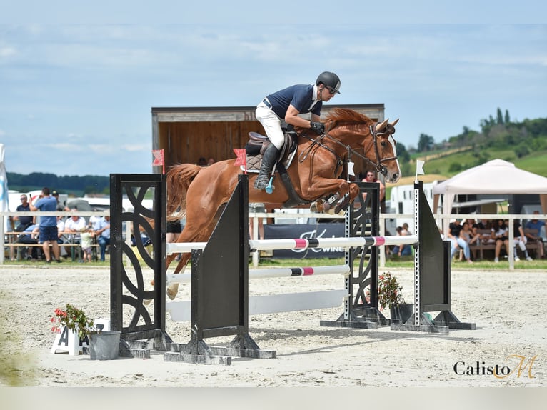 Meer warmbloeden Merrie 7 Jaar 167 cm Vos in Kühnsdorf