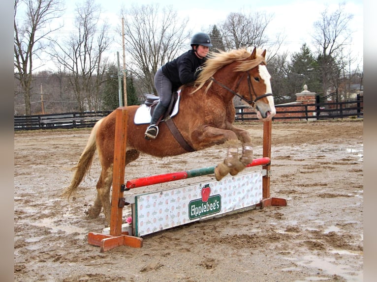 Meer warmbloeden Merrie 7 Jaar 170 cm Donkere-vos in Highland MI