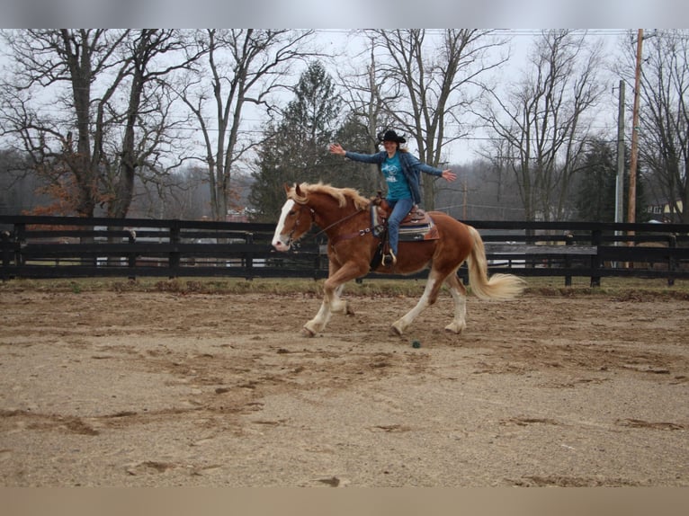 Meer warmbloeden Merrie 7 Jaar 170 cm Donkere-vos in Highland MI