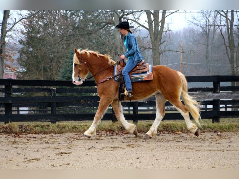 Meer warmbloeden Merrie 7 Jaar 170 cm Donkere-vos in Highland MI