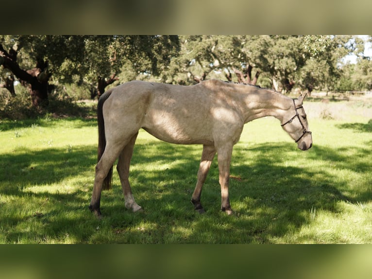 Meer warmbloeden Mix Merrie 7 Jaar 173 cm Buckskin in Coruche