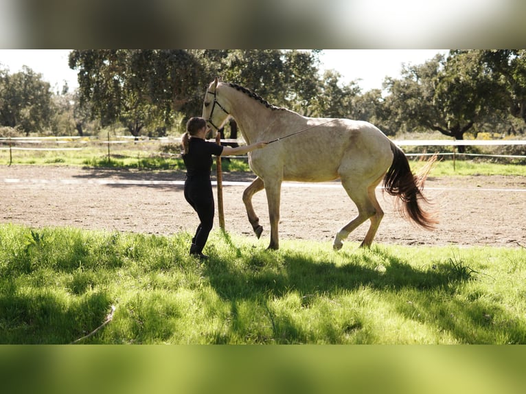 Meer warmbloeden Mix Merrie 7 Jaar 173 cm Buckskin in Coruche