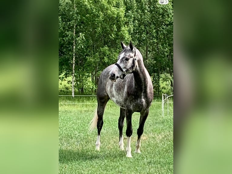 Meer warmbloeden Merrie 7 Jaar 174 cm Schimmel in Avignon