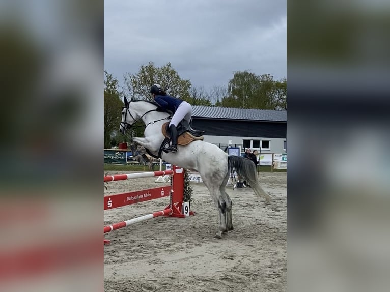 Meer warmbloeden Merrie 7 Jaar Schimmel in Bohmte