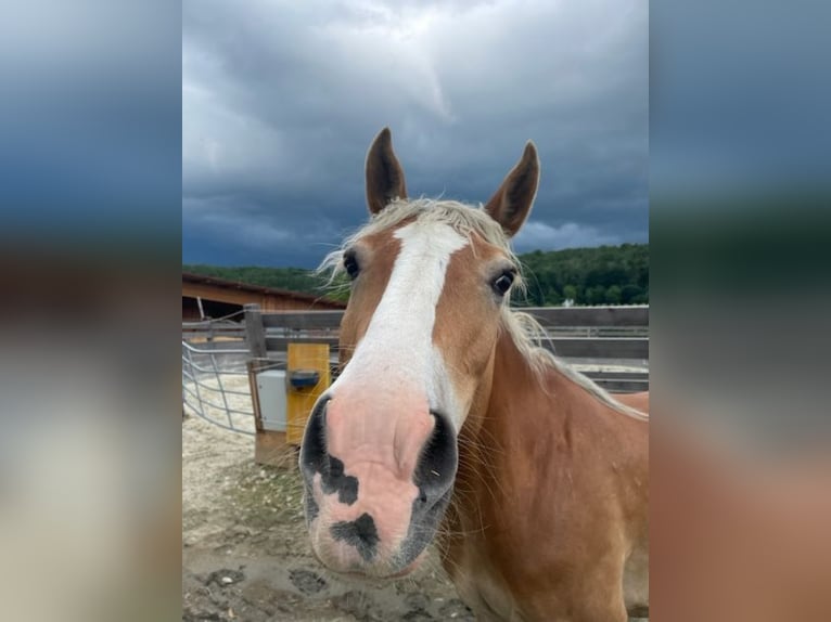 Meer warmbloeden Mix Merrie 8 Jaar 146 cm in Markt Hartmannsdorf