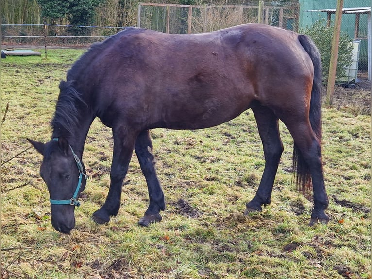 Meer warmbloeden Merrie 8 Jaar 150 cm Zwart in Uplengen