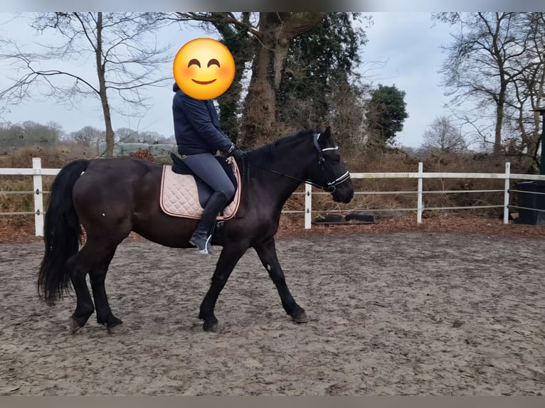 Meer warmbloeden Merrie 8 Jaar 150 cm Zwart in Uplengen