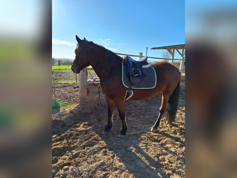 Meer warmbloeden Mix Merrie 8 Jaar 154 cm Bruin in Hameln