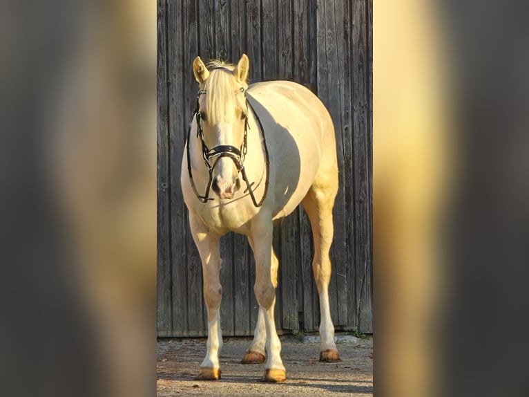 Meer warmbloeden Merrie 8 Jaar 154 cm Palomino in Someren