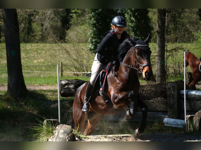 Meer warmbloeden Merrie 8 Jaar 155 cm Bruin in Karlsruhe