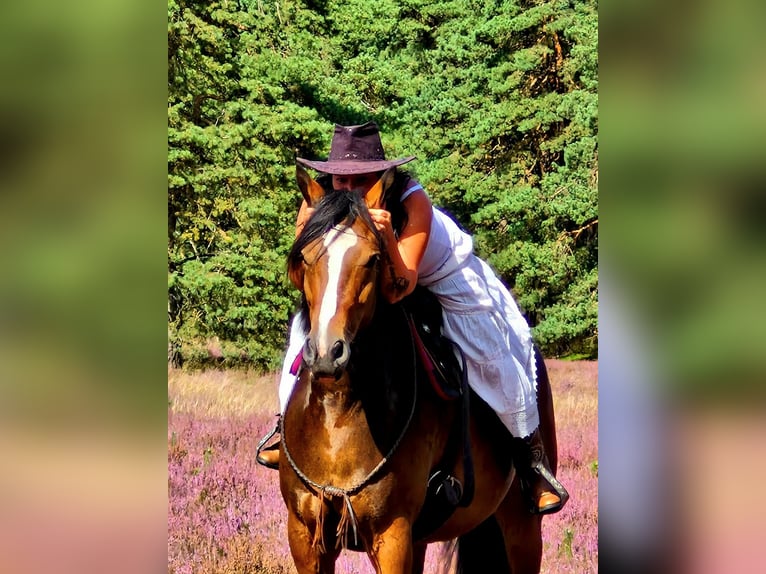Meer warmbloeden Mix Merrie 8 Jaar 160 cm Bruin in Laatzen