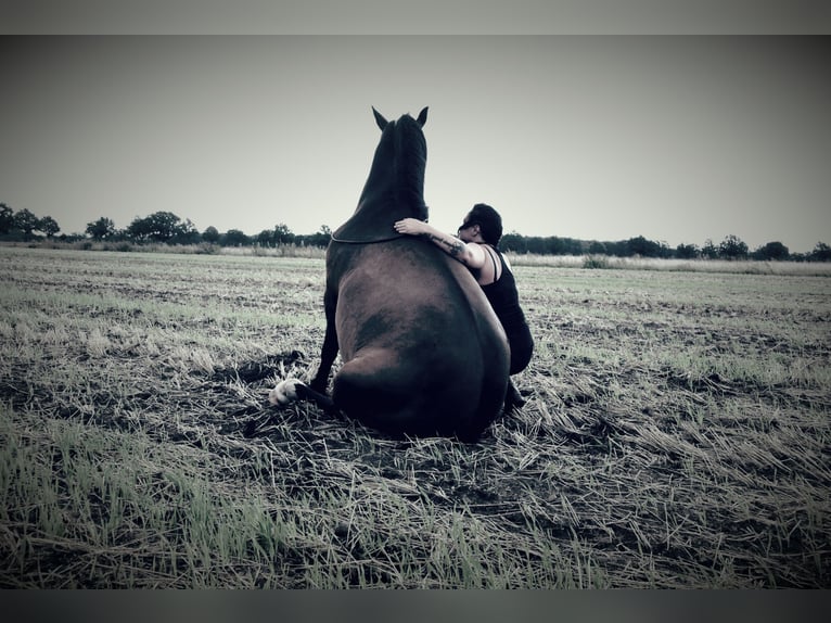 Meer warmbloeden Mix Merrie 8 Jaar 160 cm Bruin in Laatzen