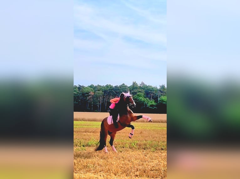 Meer warmbloeden Mix Merrie 8 Jaar 160 cm Bruin in Laatzen