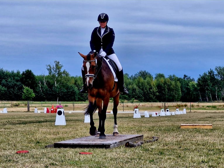 Meer warmbloeden Mix Merrie 8 Jaar 160 cm Bruin in Laatzen