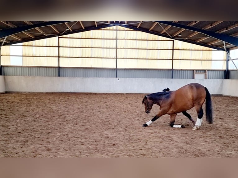 Meer warmbloeden Mix Merrie 8 Jaar 160 cm Bruin in Laatzen