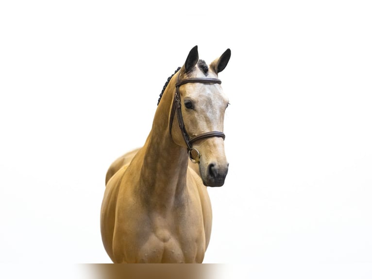 Meer warmbloeden Merrie 8 Jaar 161 cm  in Waddinxveen