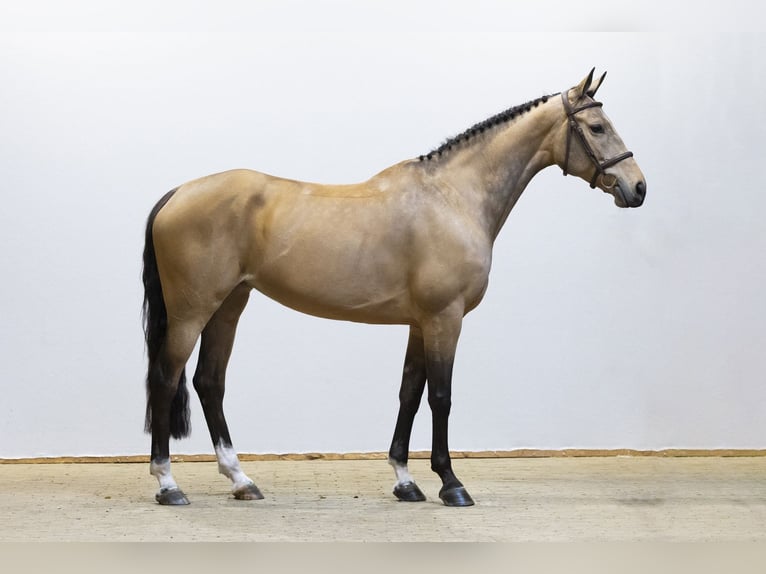Meer warmbloeden Merrie 8 Jaar 161 cm  in Waddinxveen