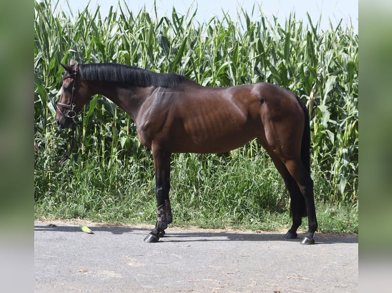 Meer warmbloeden Merrie 8 Jaar 162 cm Bruin in Geilenkirchen
