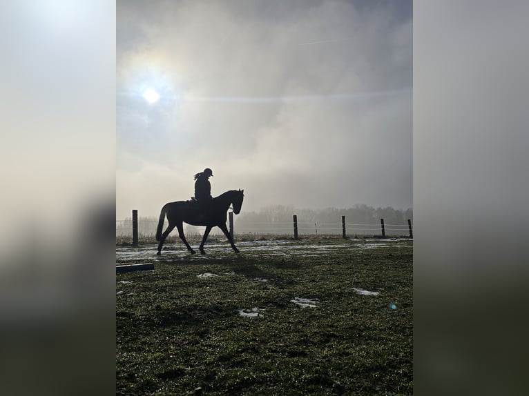 Meer warmbloeden Merrie 8 Jaar 162 cm Zwartbruin in Katowice