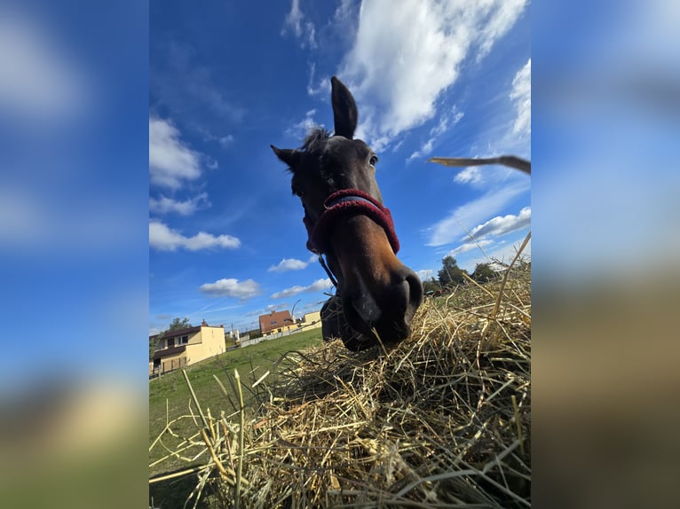 Meer warmbloeden Merrie 8 Jaar 162 cm Zwartbruin in Katowice