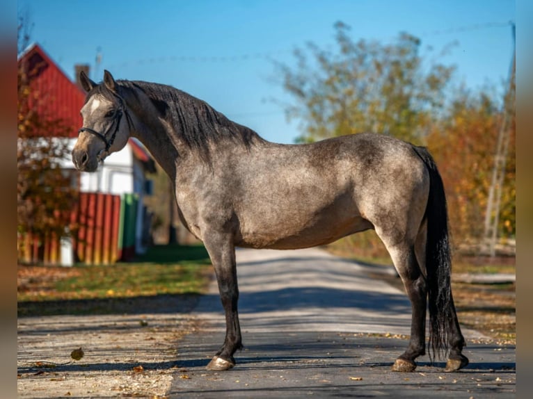 Meer warmbloeden Merrie 8 Jaar 163 cm Buckskin in Mez&#x151;hegyes