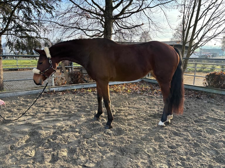 Meer warmbloeden Merrie 8 Jaar 165 cm Bruin in Mengen