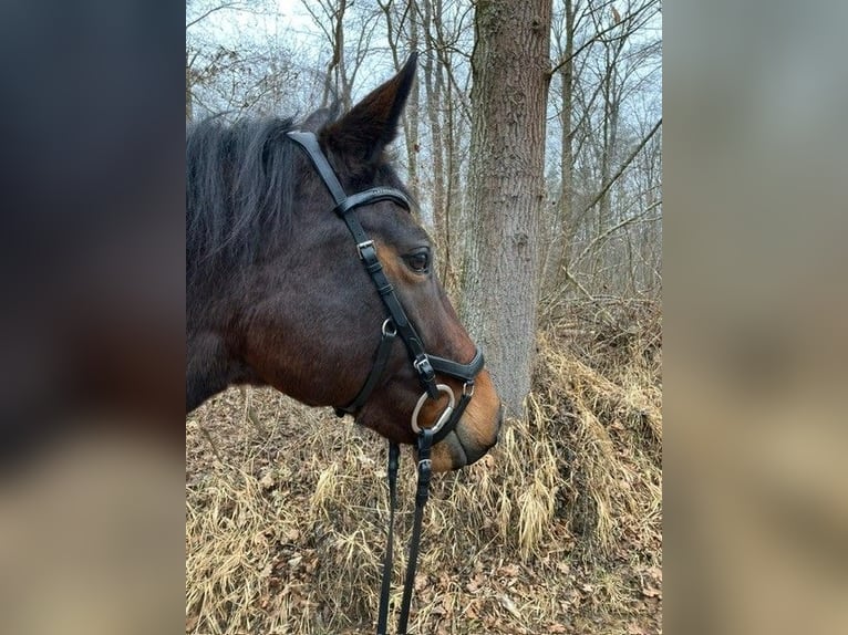 Meer warmbloeden Merrie 8 Jaar 165 cm Bruin in Monheim