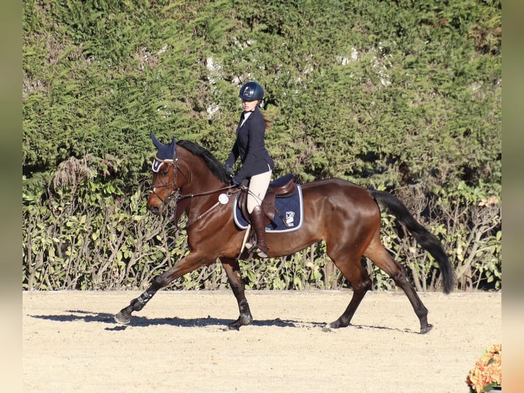 Meer warmbloeden Merrie 8 Jaar 165 cm Bruin in Carate Brianza