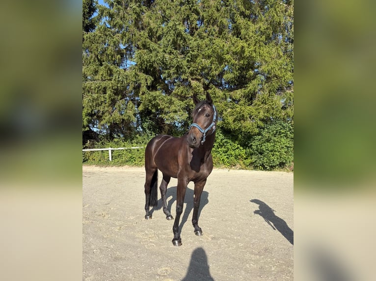 Meer warmbloeden Merrie 8 Jaar 165 cm Donkerbruin in Warstein
