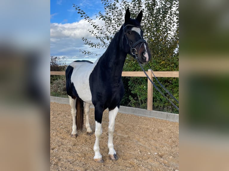 Meer warmbloeden Merrie 8 Jaar 165 cm Gevlekt-paard in Iggingen