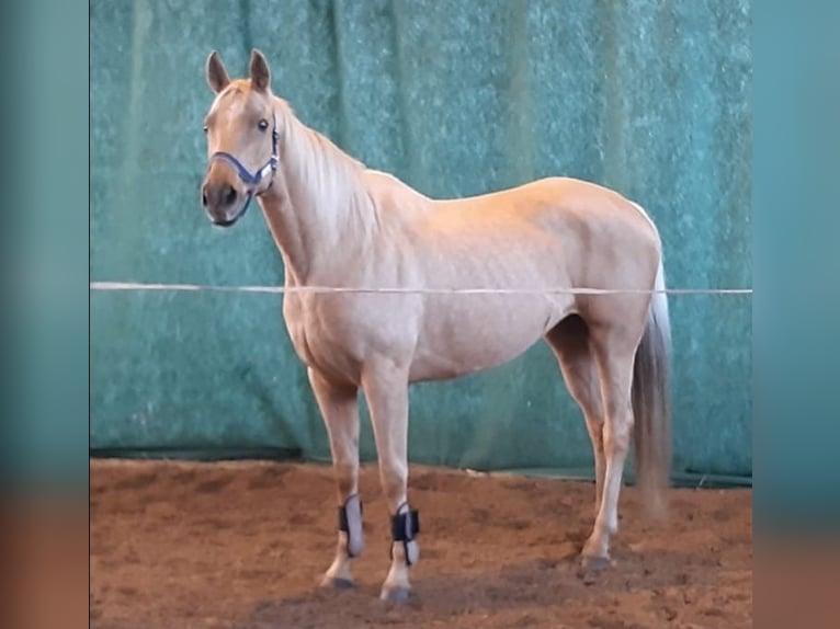 Meer warmbloeden Merrie 8 Jaar 165 cm Palomino in Schollene