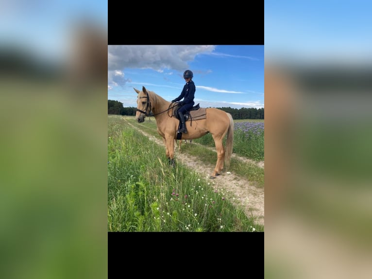Meer warmbloeden Merrie 8 Jaar 165 cm Palomino in Schollene