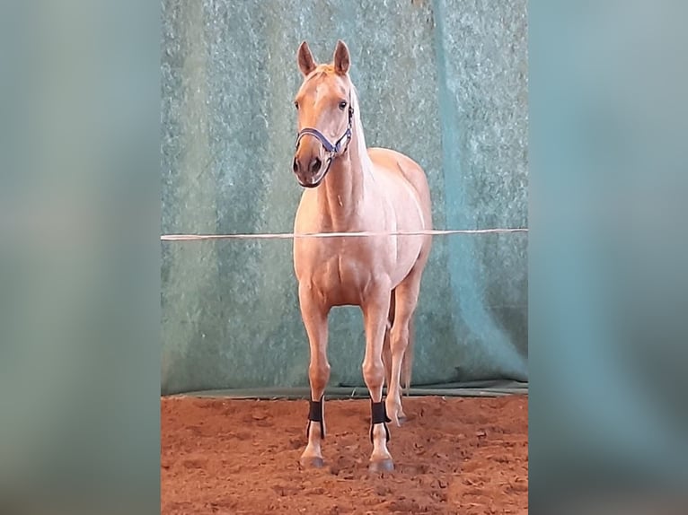 Meer warmbloeden Merrie 8 Jaar 165 cm Palomino in Schollene