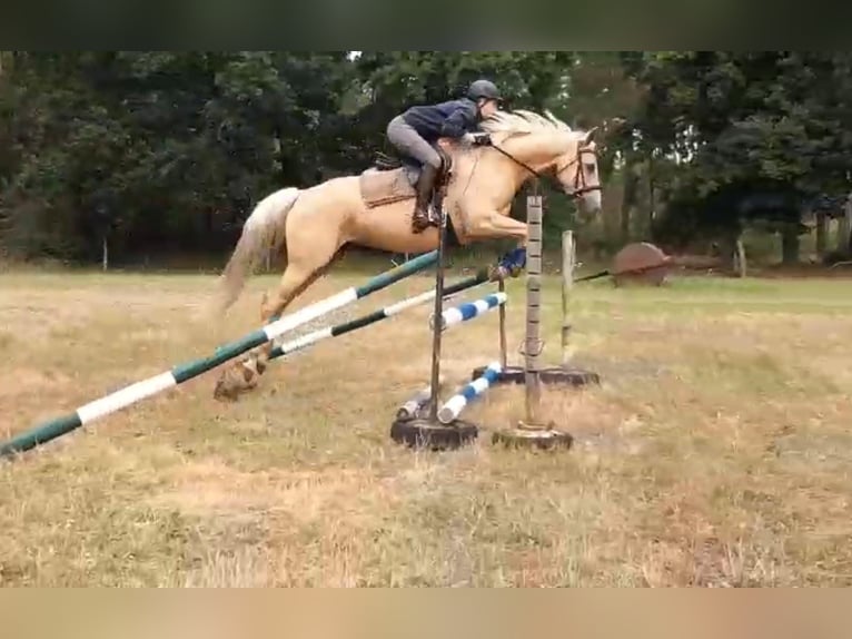 Meer warmbloeden Merrie 8 Jaar 165 cm Palomino in Schollene