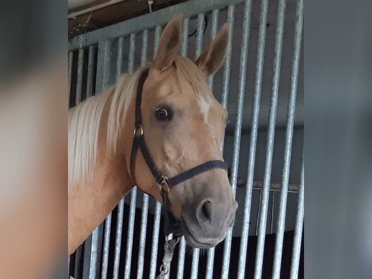 Meer warmbloeden Merrie 8 Jaar 165 cm Palomino in Schollene