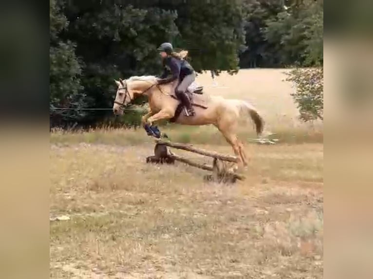 Meer warmbloeden Merrie 8 Jaar 165 cm Palomino in Schollene