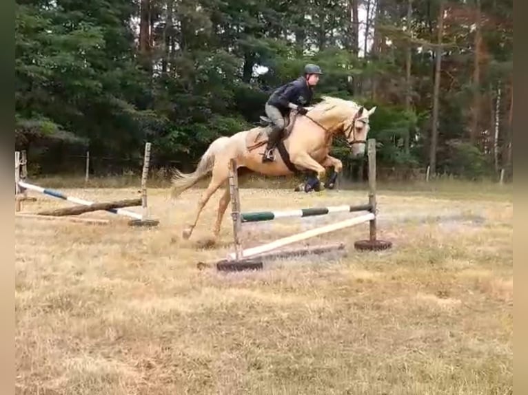 Meer warmbloeden Merrie 8 Jaar 165 cm Palomino in Schollene
