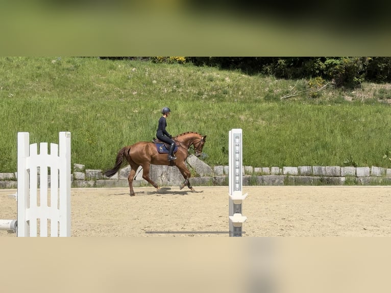 Meer warmbloeden Merrie 8 Jaar 169 cm Vos in Erharting