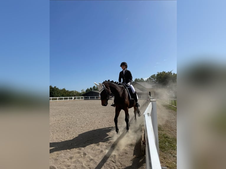 Meer warmbloeden Mix Merrie 8 Jaar 170 cm Donkerbruin in Zagreb