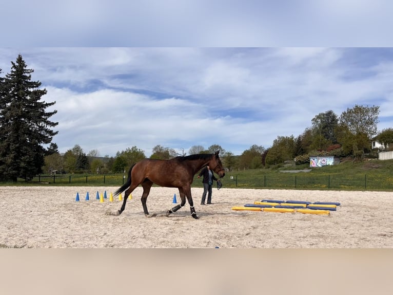 Meer warmbloeden Merrie 8 Jaar 170 cm Donkerbruin in Butzbach