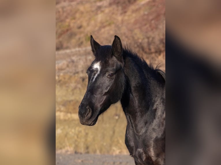 Meer warmbloeden Merrie 8 Jaar in Stainz