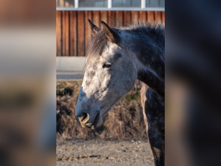 Meer warmbloeden Merrie 8 Jaar in Stainz