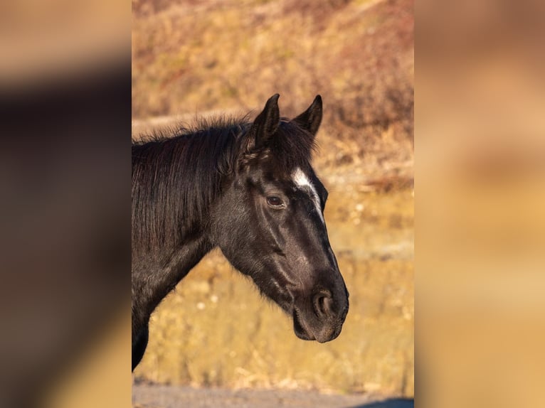 Meer warmbloeden Merrie 8 Jaar in Stainz