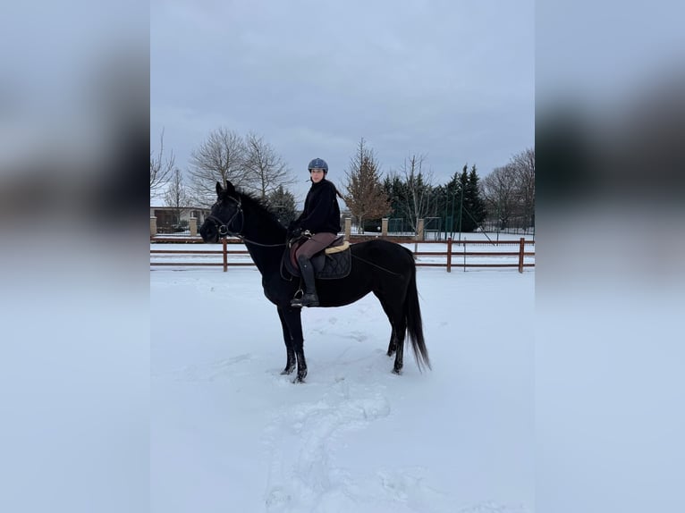 Meer warmbloeden Merrie 9 Jaar 152 cm Zwart in Győr