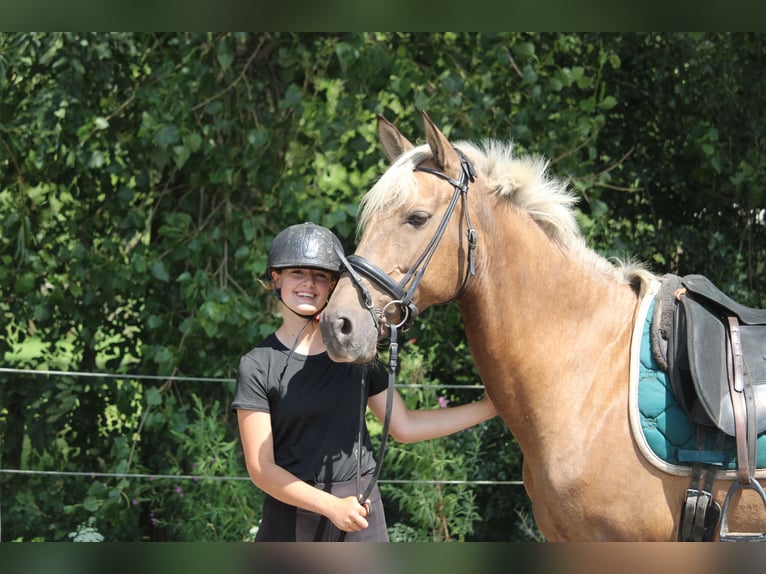 Meer warmbloeden Mix Merrie 9 Jaar 156 cm Palomino in Wijk en aalburg