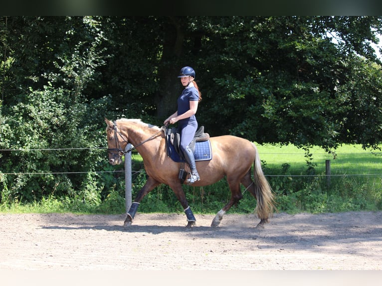 Meer warmbloeden Mix Merrie 9 Jaar 156 cm Palomino in Wijk en aalburg